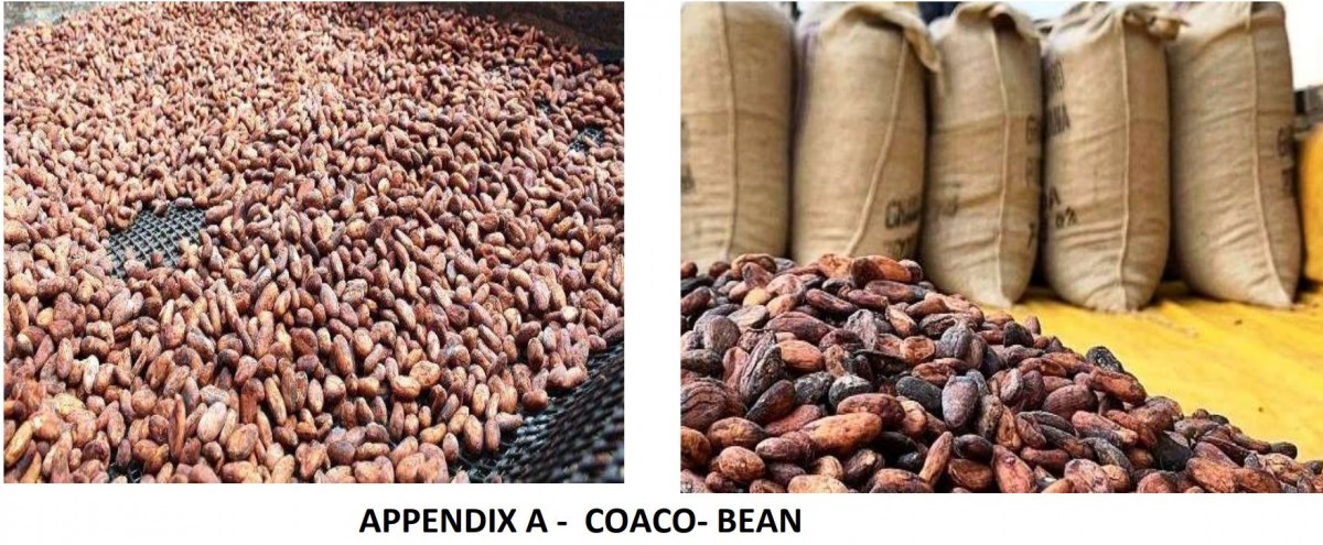 Cocoa Bean from Ghana